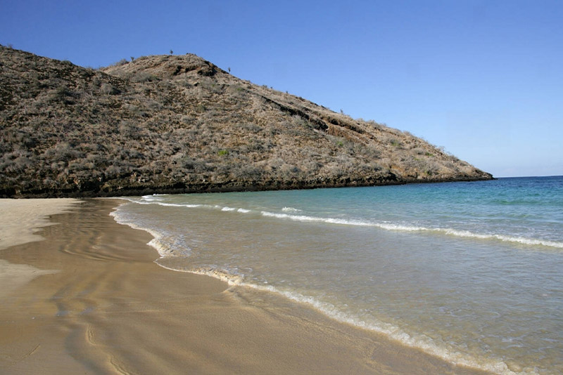Cormorant (Floreana), Galapagos